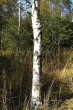 breza biela - borka (spodná časť kmeňa)