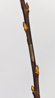 vŕba sliezka (Salix silesiaca)