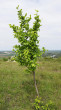 jarabina brekyňová (Sorbus torminalis) - Devínska Kobyla