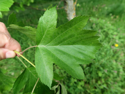 jarabina brekyňová (Sorbus torminalis) - Devínska Kobyla