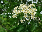 jarabina brekyňová (Sorbus torminalis)