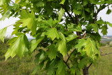 jarabina brekyňová (Sorbus torminalis)