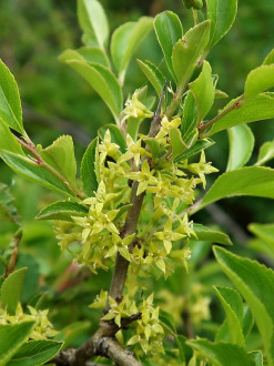 rešetliak skalný (Rhamnus saxatilis)