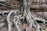 buk lesný (Fagus sylvatica) - koreňová súsava