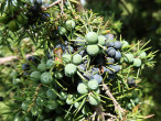 borievka obyčajná (Juniperus communis)