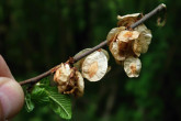 brest hrabolistý (Ulmus minor) - zrelé nažky