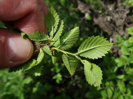 brest hrabolistý (Ulmus minor) - spodná strana, lesostepný ekotyp