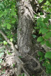 brest hrabolistý (Ulmus minor) - kmienok (borka), lesostepný ekotyp