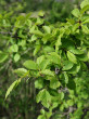 brest hrabolistý (Ulmus minor) - lesostepný ekotyp ozdobný drobnými listami