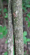 bršlen bradavičnatý (Euonymus verrucosus) - kôra (borka)