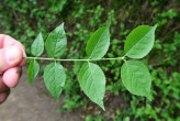 bršlen bradavičnatý (Euonymus verrucosus) - vrchná strana