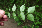 bršlen bradavičnatý (Euonymus verrucosus) - spodná strana