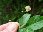 bršlen bradavičnatý (Euonymus verrucosus)