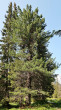borovica limbová (Pinus cembra) - Kôprová dolina, Temné Smrečiny, 1 490 m n. m. (6/2023)_03