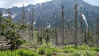 smrek obyčajný (Picea abies) - Temnosmrečinská dolina, 
