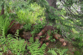 smrek obyčajný (Picea abies) - prirodzená obnova smreka na rozkladajúcom sa spadnutom kmeni smreka