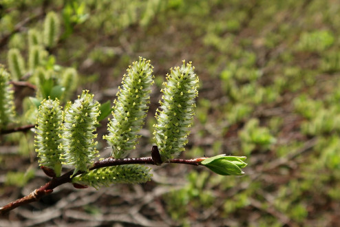 vŕba bobkolistá (Salix phylicifolia) - ♀ jahňady