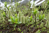 vŕba bobkolistá (Salix phylicifolia) - ♀ jahňady