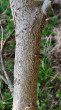 vŕba sliezka (Salix silesiaca) - typický povrch borky podobný 