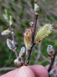 vŕba sliezka (Salix silesiaca) - ♂ jahňady