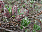 vŕba švajčiarska (Salix helvetica) - ozdobná kvetmi (♀ jahňady)