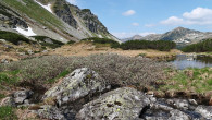 vŕba švajčiarska (Salix helvetica) - Temnosmrečinská dolina, 1 700 m n. m. (6/2023)