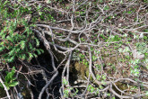 vŕba švajčiarska (Salix helvetica) - poliehavé kmienky