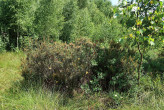 rojovník močiarny (Ledum palustre) - Klinské rašelinisko (7/2023)