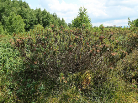 rojovník močiarny (Ledum palustre) - Klinské rašelinisko (7/2023)