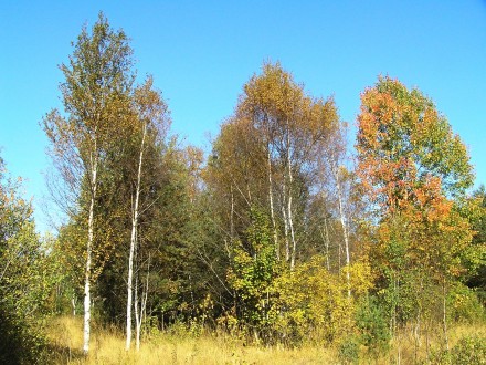breza biela na bývalých zamokrených pasienkoch (spolu s ostatnými pionierskymi drevinami - borovica lesná, breza previsnutá, topoľ osikový)