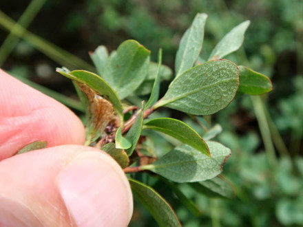 brusnica barinná (Vaccinium uliginosum) - Klinské rašelinisko (7/2023)