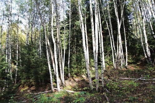 breza biela ako prípravná a pionierska drevina na bývalých zamokrených stanovištiach (pod ochranou brezy sa zmladzuje smrek obyčajný)