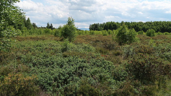 brusnica barinná (Vaccinium uliginosum) - Klinské rašelinisko (7/2023)