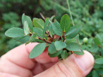 brusnica barinná (Vaccinium uliginosum) - Klinské rašelinisko (7/2023)