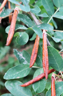 karagana stromovitá (Caragana arborescens) - struk