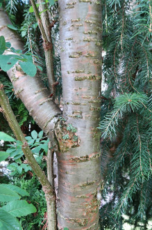 karagana stromovitá (Caragana arborescens) - borka