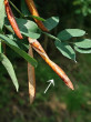 karagana stromovitá (Caragana arborescens) - struk sa po rozpuknutí sa závitnicovito skrúca pozdĺž osi