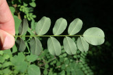 mechúrnik stromovitý (Colutea arborescens) - spodná strana