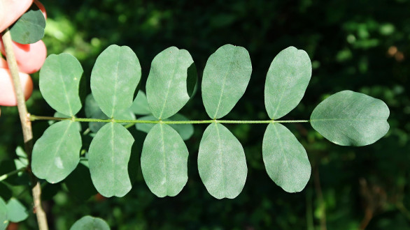 mechúrnik stromovitý (Colutea arborescens) - vrchná strana