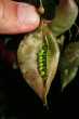 mechúrnik stromovitý (Colutea arborescens) - nezrelé semienka