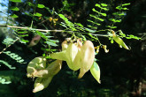 mechúrnik stromovitý (Colutea arborescens) - ozdobný plodmi (nafúknutý struk)
