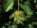 lieska turecká (Corylus colurna)