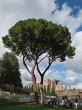 borovica píniová (Pinus pinea) & ROMA