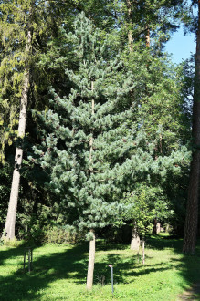 borovica malokvetá (Pinus parviflora) - Hrádocké arborétum