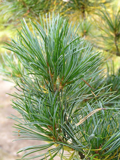 borovica malokvetá (Pinus parviflora)
