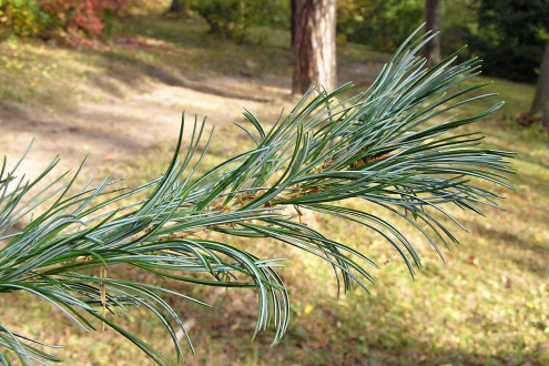 borovica malokvetá (Pinus parviflora) - ihlice sú  husto štetkovito zoskupené na konci konárov
