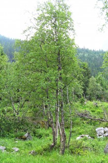 breza karpatská (Vysoké Tatry - Kôprová dolina)