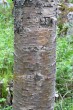 breza karpatská - borka