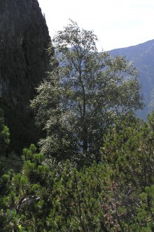 breza karpatská v pásme kosodreviny (Vysoké Tatry - Kôprová dolina)