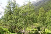 breza karpatská - báza lavíniska